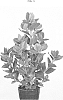 Clusia%20rosea%20%28L.%29.%20%27LICLUS01%27