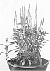 Veronica%20spicata%20%27Joca128%27