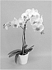 Phalaenopsis%20hybrid%20%27PHALCISYP%27