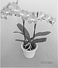 Phalaenopsis%20hybrid%20%27PHALFAMZOL%27