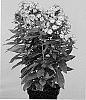 Phlox%20paniculata%20%27Appofalp%27