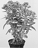 Phlox%20paniculata%20%27Appotwpu%27