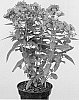 Phlox%20paniculata%20%27Appotwpu%27