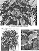 Begonia%20hybrid%20%27TNBEGRM%27