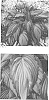 Hosta%20hybrid%20%28Tratt.%29%20%27Angel%20Falls%27