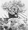 Scaevola%20aemula%20%27Bonsca%201419%27