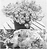 Scaevola%20aemula%20%27Bonsca%201419%27
