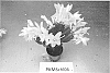 Schlumbergera%20truncata%20%28Haworth%29%20Moran%20hybr.%20%27PKMSchl06%27