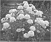 Echinacea%20hybrid%20%27TNECHPV%27