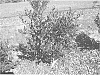 Vaccinium%20x%20%5BV.%20formosum%20%28syn.%20V.%20australe%2C%20V.%20corymbosum%29%20x%20%28V.%20constablaeii%20x%20V.%20virgatum%29%5D%20%27Heintooga%27