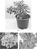 Physocarpus%20opulifolius%20%27Couriphy01%27