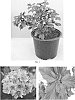 Physocarpus%20opulifolius%20%27Couriphy01%27