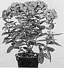Phlox%20paniculata%20%27Appottpu%27