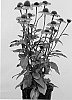 Echinacea%20hybrida%20%27Apecssior%27
