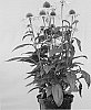Echinacea%20hybrida%20%27Apecssiye%27