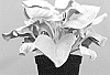 Senecio%20candicans%20%27Sennova%200012015%27