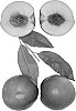 Prunus%20persica%20var.%20nucipersica%20%27August%20Moon%27