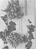 Vitis%20vinifera%20%27SV22-104e-84%27