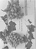 Vitis%20vinifera%20%27SV22-104e-84%27