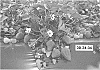 Fragaria%20x%20ananassa%20%27Planasa%200949%27