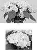 Hydrangea%20macrophylla%20%27SAXDIFIOROS%27