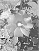 Hibiscus%20syriacus%20%27ILVOPS%27