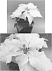 Euphorbia%20pulcherrima%20Willd.%20ex%20Klotzsch%20x%20Euphorbia%20cornastra%20%27Bonpri%201069%27