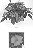 Impatiens%20x%20hybrida%20%27Balbouvimp%27