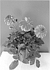 Dahlia%20hybrida%20%27BKDAOBI%27