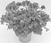 Pelargonium%20grandiflorum%20%27KLEPS15378%27