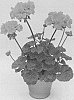 Pelargonium%20zonale%20%27KLEPZ15395%27