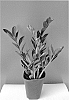 Zamioculcas%20zamiifolia%20%27Dark%20Zamicro%27