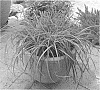 Miscanthus%20sinensis%20%27Little%20Miss%27