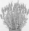 Lavandula%20stoechas%20%27Anouk%20Deluxe%20173%27