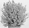 Lavandula%20stoechas%20%27Anouk%20Deluxe%20169%27