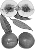Prunus%20persica%20var.%20nucipersica%20%27Arctic%20Zee%27