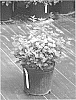 Physocarpus%20opulifolius%20%27SMNPOTWG%27