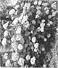 Hydrangea%20arborescens%20%27SMNHALR%27