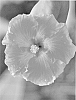 Hibiscus%20rosa-sinensis%20%27DUP-CMIP%27