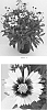Coreopsis%20hybrid%20%27Baluptowed%27