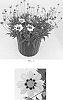 Coreopsis%20hybrid%20%27Balupteamed%27