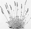 Lavandula%20angustifolia%20%27Annet%27