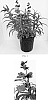 Penstemon%20hybrid%20%27Cherry%20Sparks%27