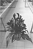 Zantedeschia%20sprengeri%20%27Montevideo%27