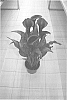 Zantedeschia%20sprengeri%20%27Black%20Hero%27