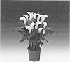 Zantedeschia%20sprengeri%20%27Helvetia%27
