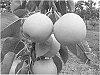 Pyrus%20bretschneideri%20x%20Pyrus%20communis%20%27PremP027%27