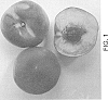 Prunus%20persica%20%27Burpeachforty%27