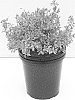 Spiraea%20hybrid%20%27Matgold%27