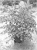 Lagerstroemia%20indica%20%27SMLIPINK102%27